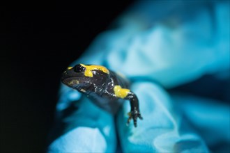 Forschung zum Salamanderfresser Pilz Bsal