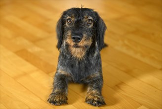 Rough-haired dachshund