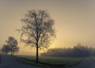 BaumreiheÂ mit Weg im Nebel bei Sonnenaufgang