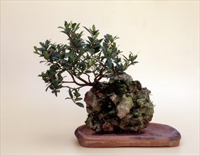 Bonsai Ficus Salicifolia Style: Clinging to the Rock
