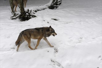 Lone wolf running in the snow