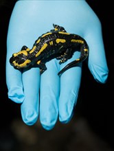 Forschung zum Salamanderfresser Pilz Bsal