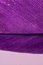 Studio shot photo of colored bird feathers as texture background
