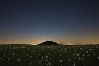 Blooming on mount Petrano by night