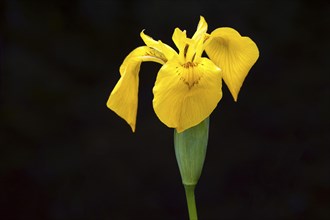 Marsh iris
