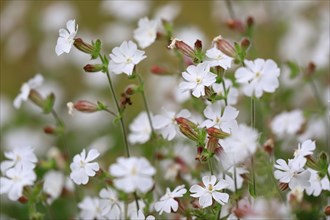 Broad-leaved white campion