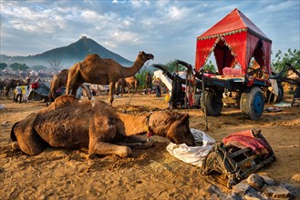Camels at Pushkar Mela Pushkar Camel Fair famous tourist attraction in Pushkar and camel cart