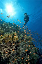 Diver swimming over coral reef looking at school of sea goldies