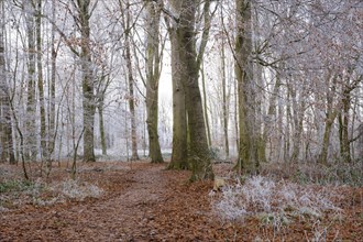 Path through deciduous forest with hoarfrost