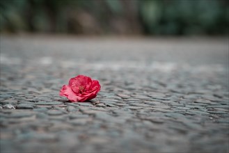 Red Camellia flower on the ground in Spring