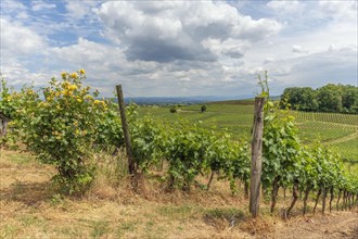 Vineyards in Kaiserstuhl in spring. Sasbach am Kaiserstuhl