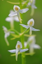 White forest hyacinth