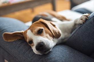 Adoult Male hound Beagle dog sleeping at home on the sofa. Cute dog portrait