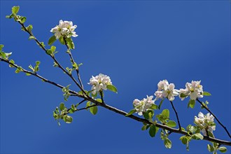 Branch of an apple tree