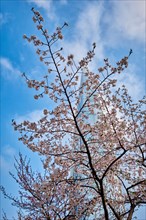 Blooming sakura cherry blossom branch with skyscraper building in background in spring