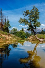Scenic Indian Himalayan landscape scenery in Himalayas with tree and small lake