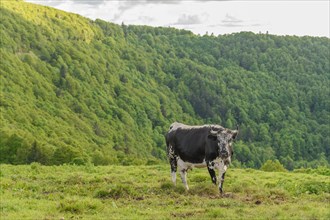 Cow of Vosges breed in pasture of high vosges. France