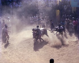 Jallikattu or bull taming is part of the Tamil harvest festival of Pongal near Madurai