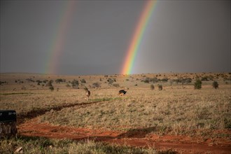 Landscape shot in the vast savannah with two rainbows and a bouquet of birds in the evening
