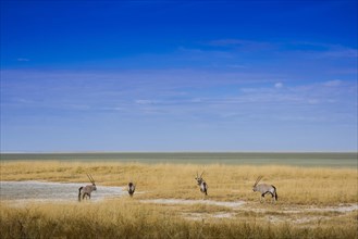Landscape with gemsbok