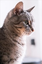 Portrait von einer Katze