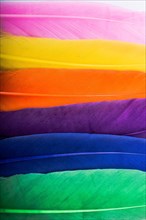 Studio shot photo of colored bird feathers as texture background