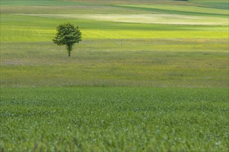 Nature reserve of Rotenbach meadows in High Black Forest. Friedenweiler