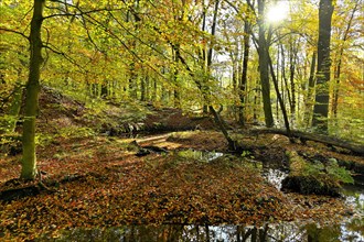 Rotbach in autumnal Hiesfeld Forest with sun