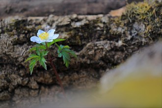 Wood anemone