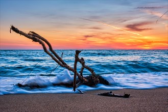 Ld wood trunk snag in water at tropical beach on beautiful sunset