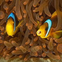 Pair of red sea clownfish