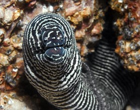 Close-up of head of zebra moray