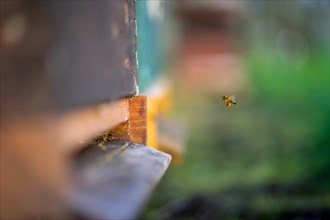 Bee in approach