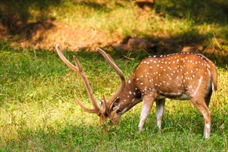 Beautiful male chital or spotted deer grazing in grass in Ranthambore National Park