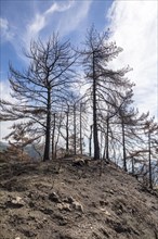 Burnt trees in the Ligurian Mountains near Triora