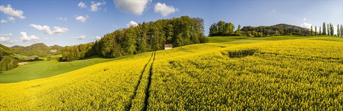Rape field and forest hut in spring