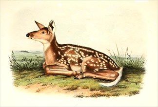 Female red deer