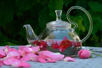 Rose tea in teapot and rose petals