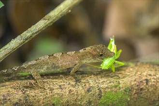 Anolis lizard with grasshopper as prey
