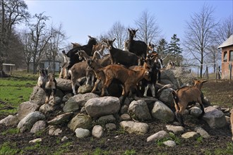 Goat lambs climbing on a cairn on an estate