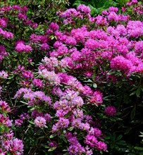Flowering rhododendron