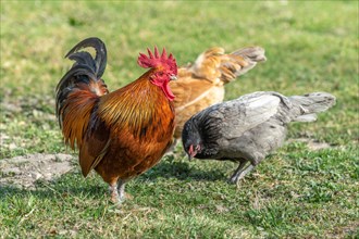 Rooster and hens in a farmyard. Educational Farm
