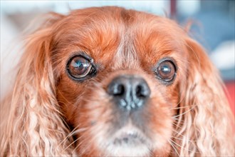 Portrait von einem Hund der Rasse Cavalier King Charles Spaniel in der Musterung Ruby