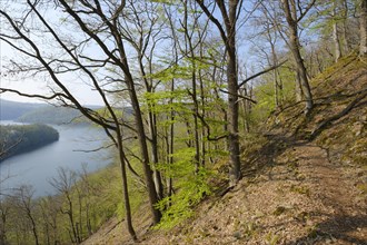 Hiking trail in the beech forest with a view of Lake Eder