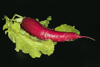 Fresh red radish with leaves