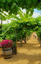 Young couple talking A walk among the wine grape vineyard
