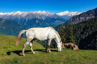 Grazing horse in the Himalayan mountains. Himachal Pradesh