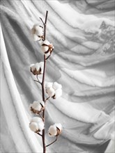 Arrangement with cotton flowers branch