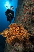 Diver looking at illuminated colony of Macaronesian crustose anemone Antipathozoanthus macaronesicus