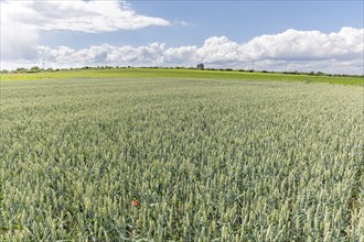 Wheat field in spring in plain. Alsace